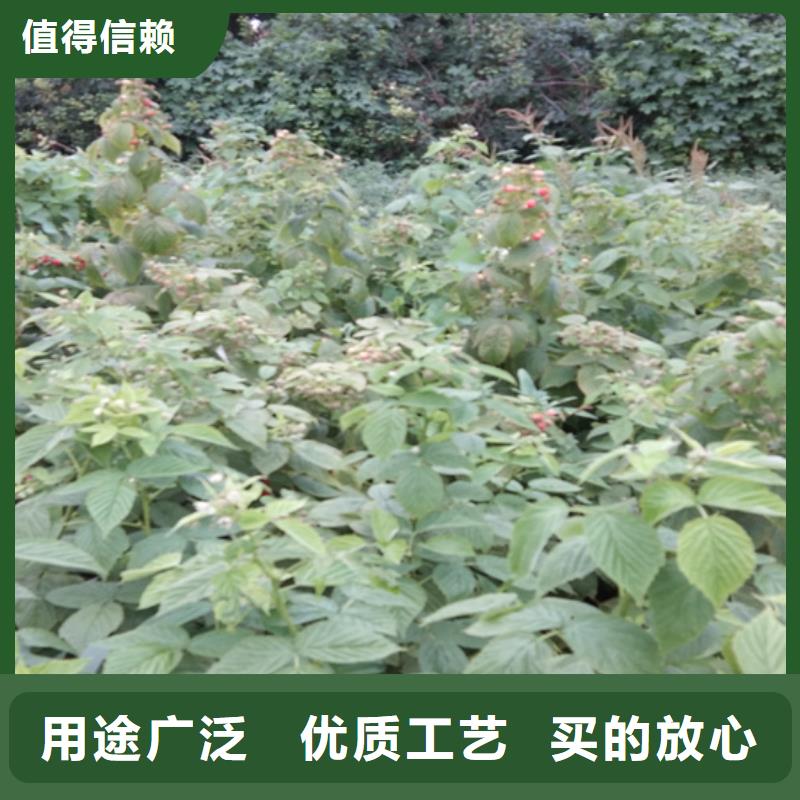 树莓无花果苗货源直销