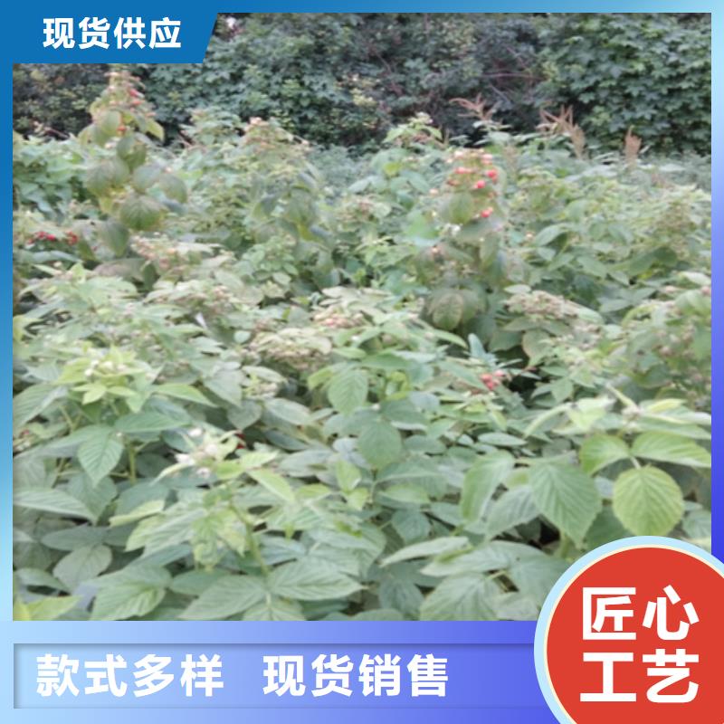 树莓樱桃苗实拍品质保障