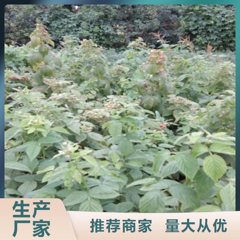 玛瑙红石榴苗视频-邵阳市玛瑙红石榴苗-【此地】可服务区域大祥|武冈|衡阳|湘西|益阳|永州|常德|湘潭|岳阳