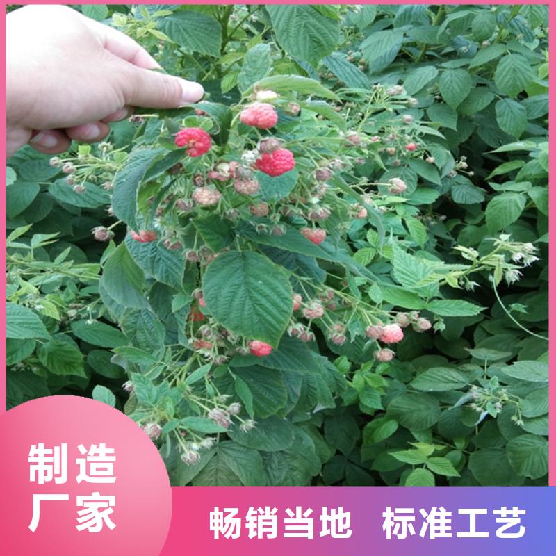 玛瑙红石榴苗视频-玛瑙红石榴苗|海南省|海口|三亚
