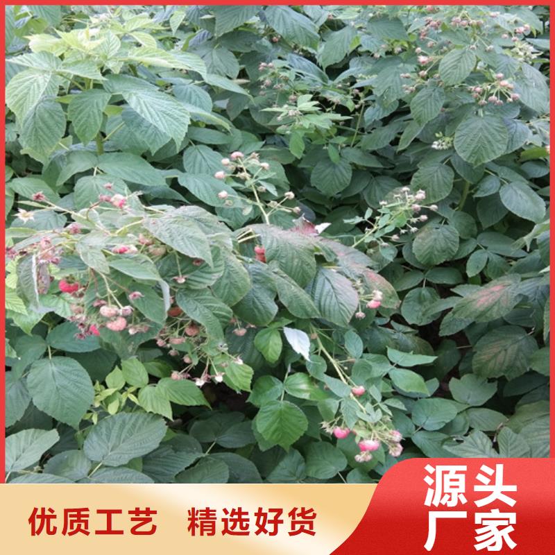 玛瑙红石榴苗视频-邵阳市玛瑙红石榴苗-【此地】可服务区域大祥|武冈|衡阳|湘西|益阳|永州|常德|湘潭|岳阳