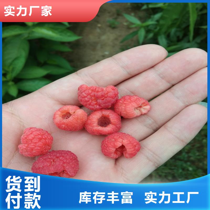 树莓无花果苗质量检测