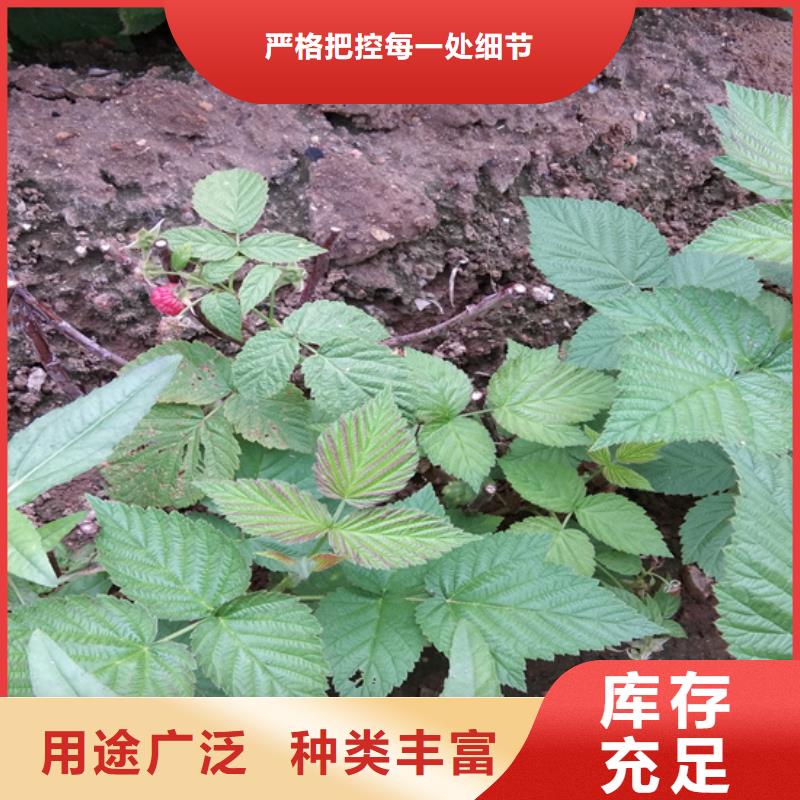 树莓【石榴苗】用心做好每一件产品