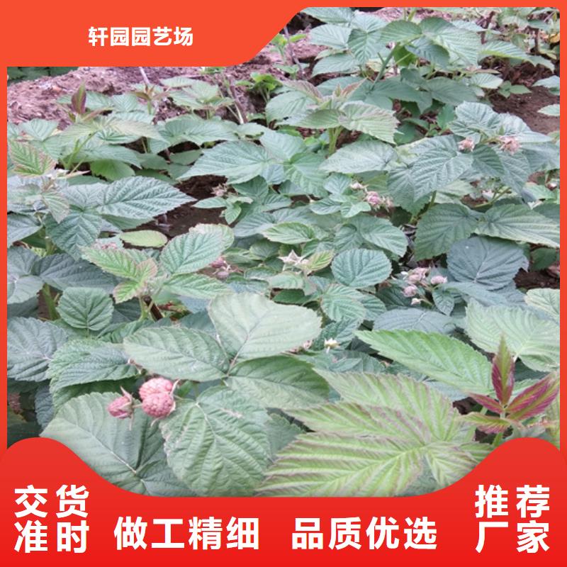 树莓,【樱桃苗】现货供应