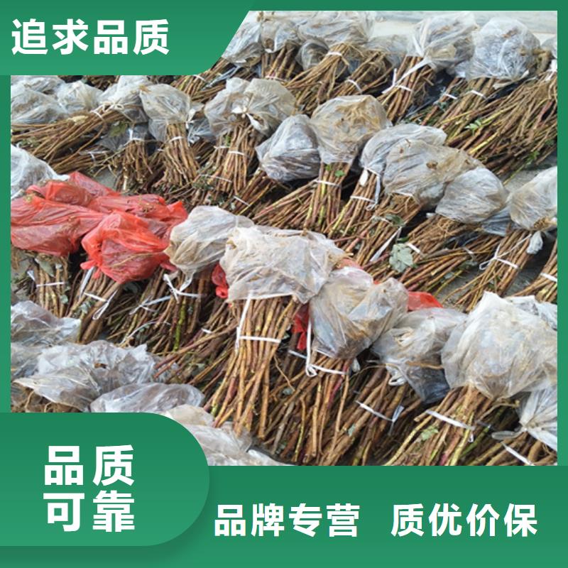 玛瑙红石榴苗-视频-海南省玛瑙红石榴苗-(周边)可服务区域三亚|海口