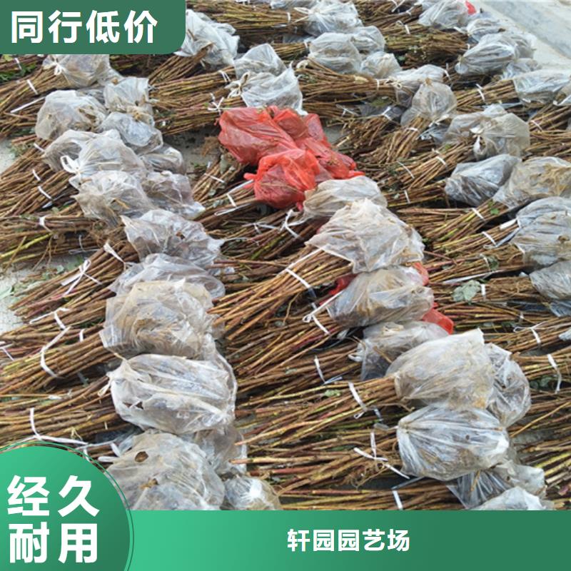 树莓樱桃苗专业设计