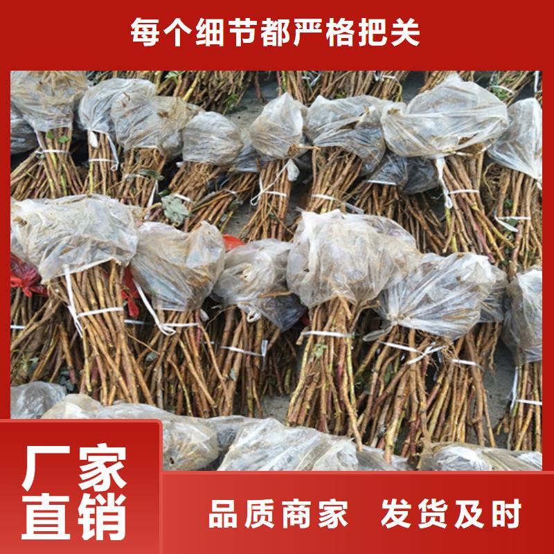 玛瑙红石榴苗视频-玛瑙红石榴苗|海南省|海口|三亚