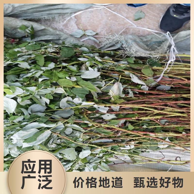树莓_梨树苗销售的是诚信