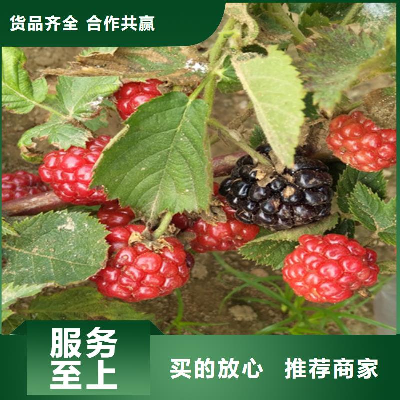 树莓,苹果苗一站式采购商家