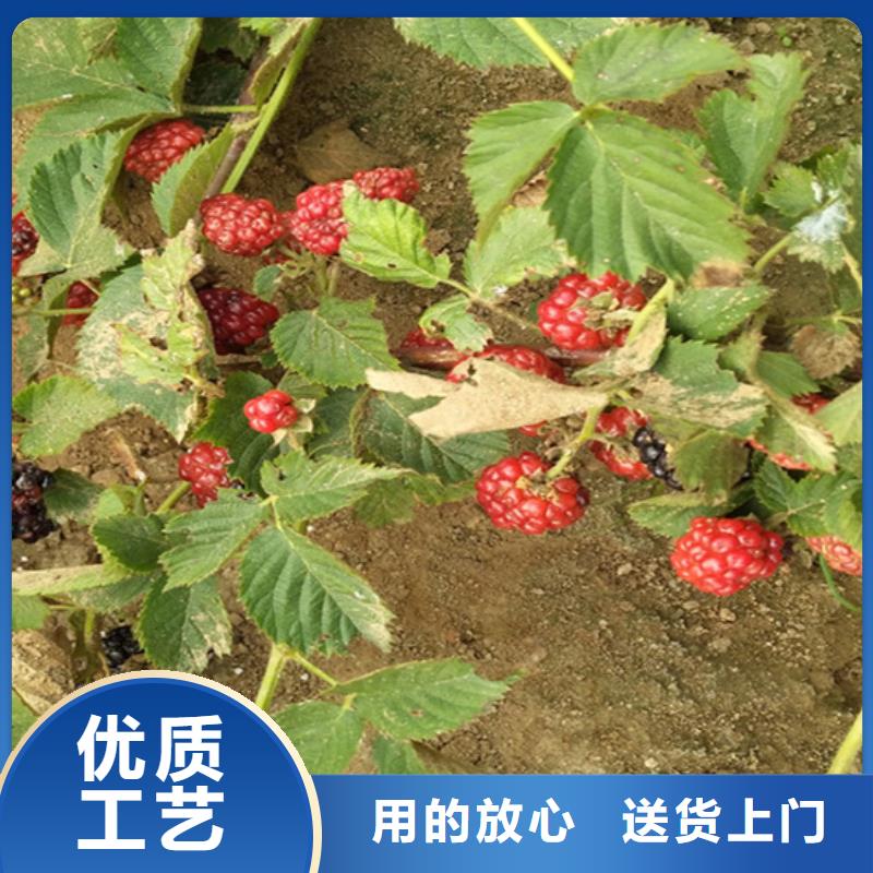 玛瑙红石榴苗-视频-海南省玛瑙红石榴苗-(周边)可服务区域三亚|海口