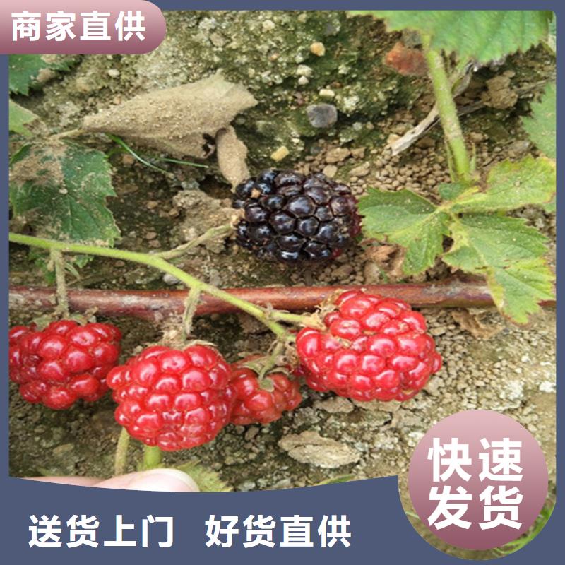 玛瑙红石榴苗视频-玛瑙红石榴苗|海南省|海口|三亚