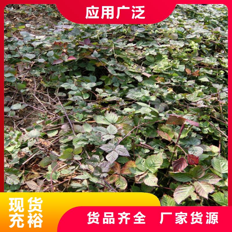 【树莓】桃树苗厂家大量现货|杨浦|崇明|闵行|闸北|奉贤品牌
