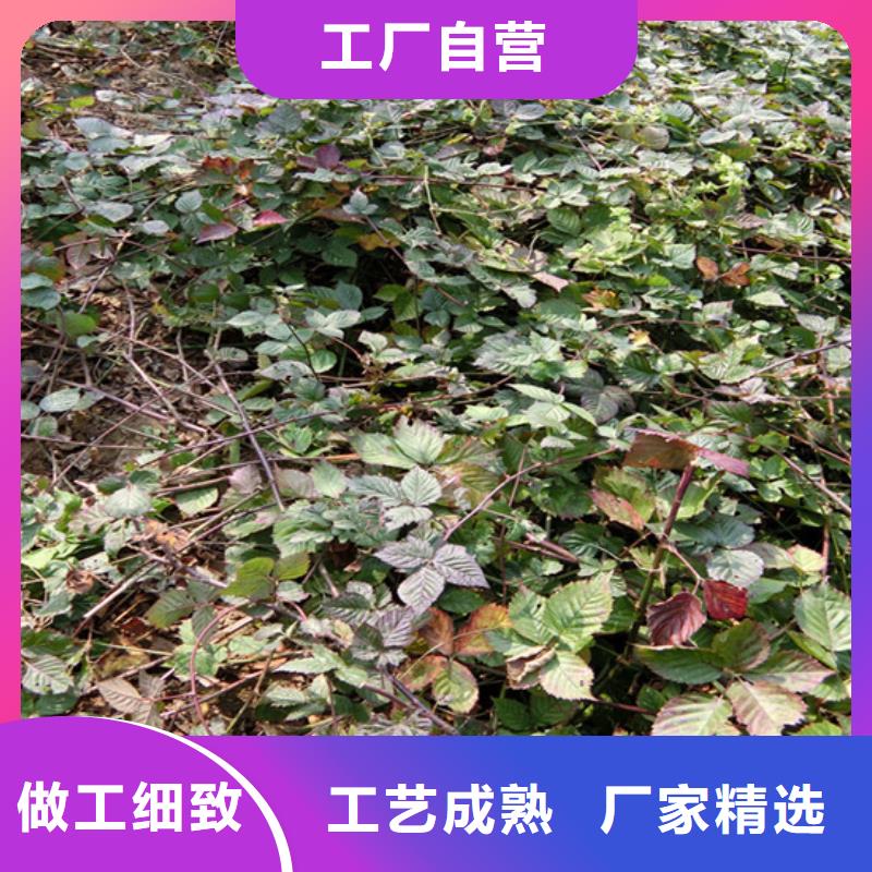 树莓苹果苗厂家