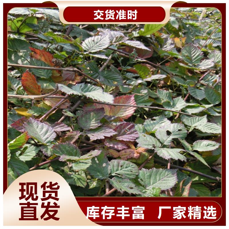 树莓花椒苗分类和特点
