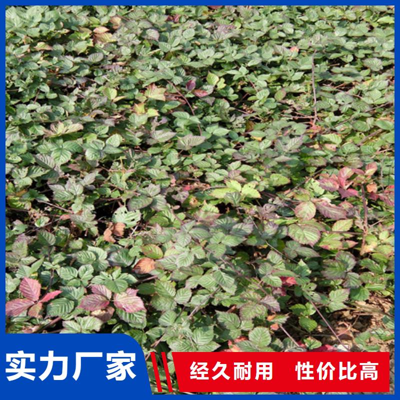 树莓苹果苗厂家
