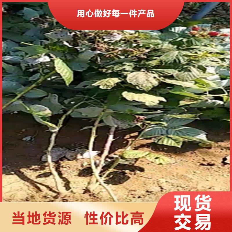 树莓无花果苗质量检测