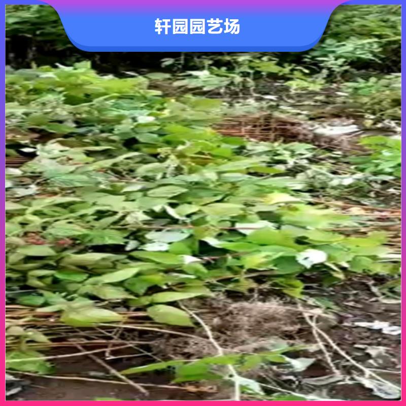 树莓李子苗源头厂家经验丰富