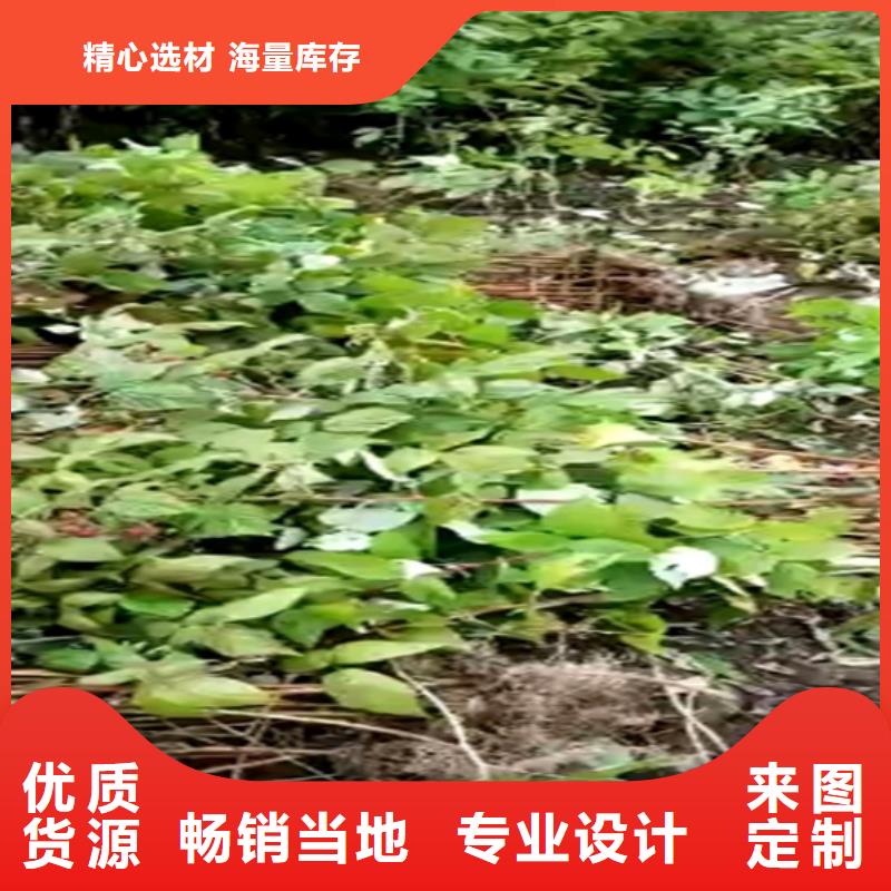 树莓_【樱桃苗】就近发货