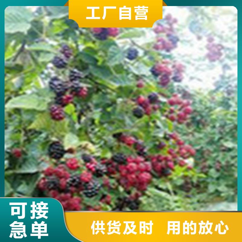 树莓无花果苗货源直销