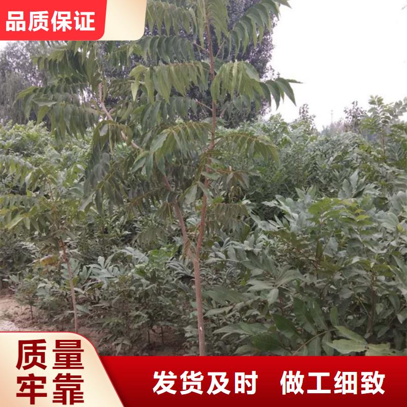 碧根果苹果苗厂家定制