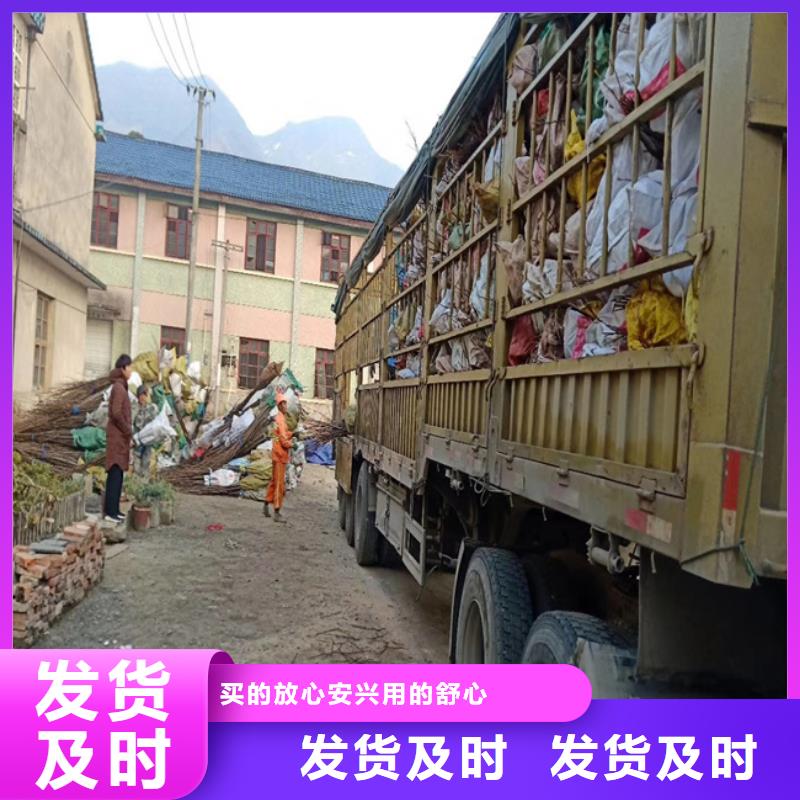 碧根果无花果苗品质无所畏惧