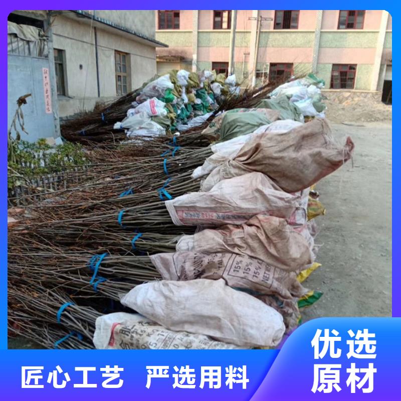 碧根果苹果苗厂家定制