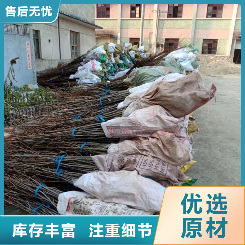 碧根果【猕猴桃苗】专业供货品质管控