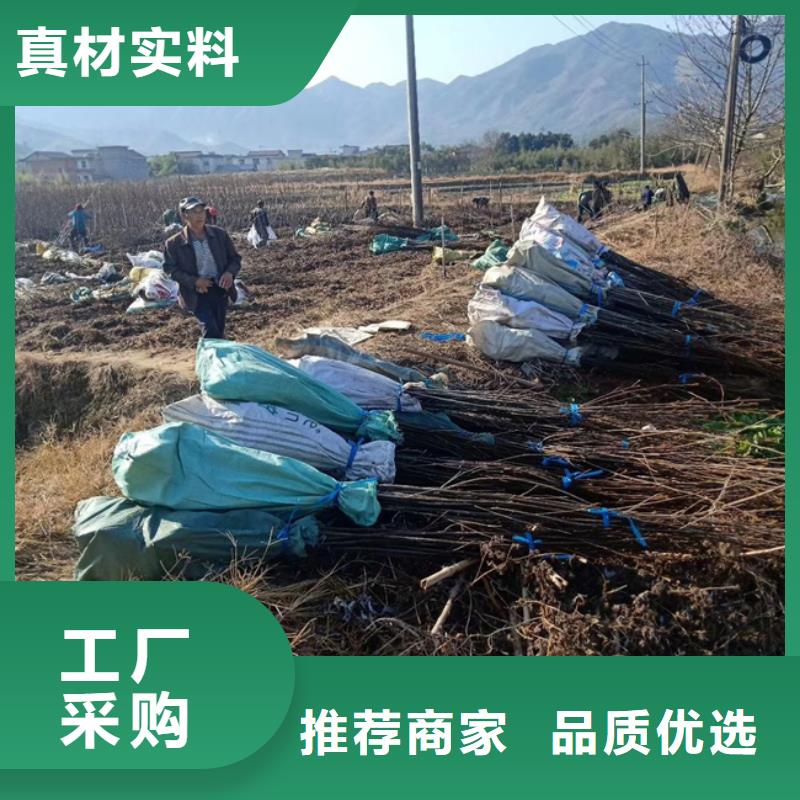 碧根果【苹果苗】多种工艺