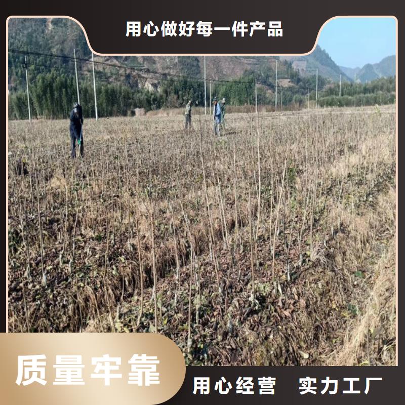 碧根果蓝莓苗品质过硬