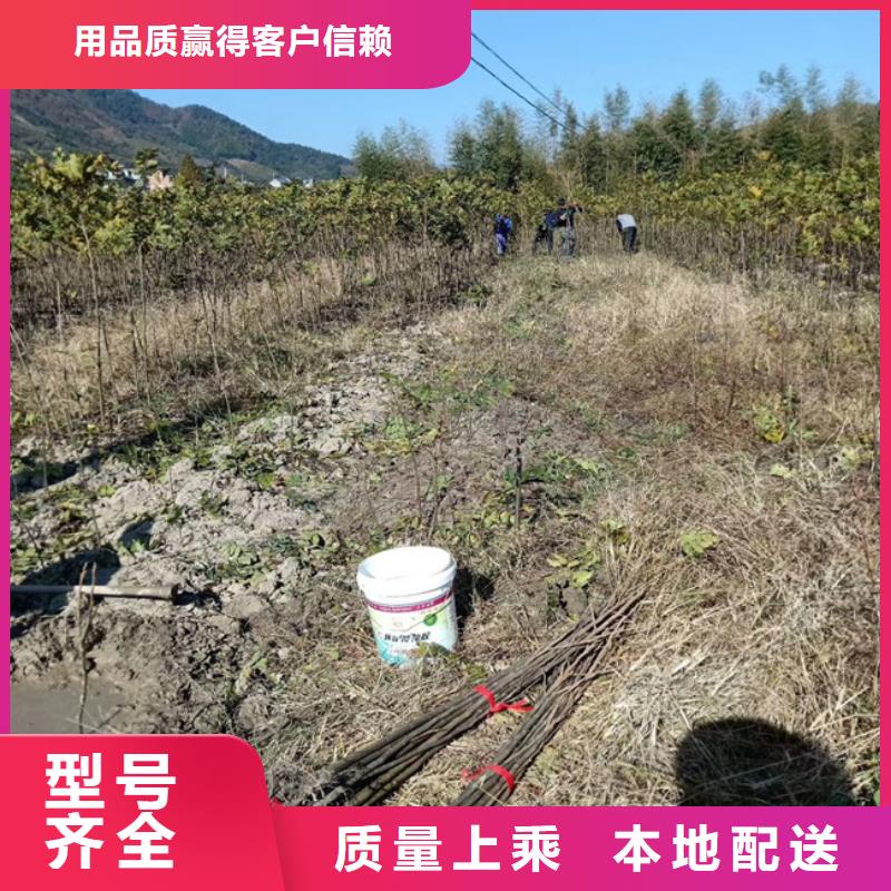 【碧根果】黄瓜苗现货快速采购