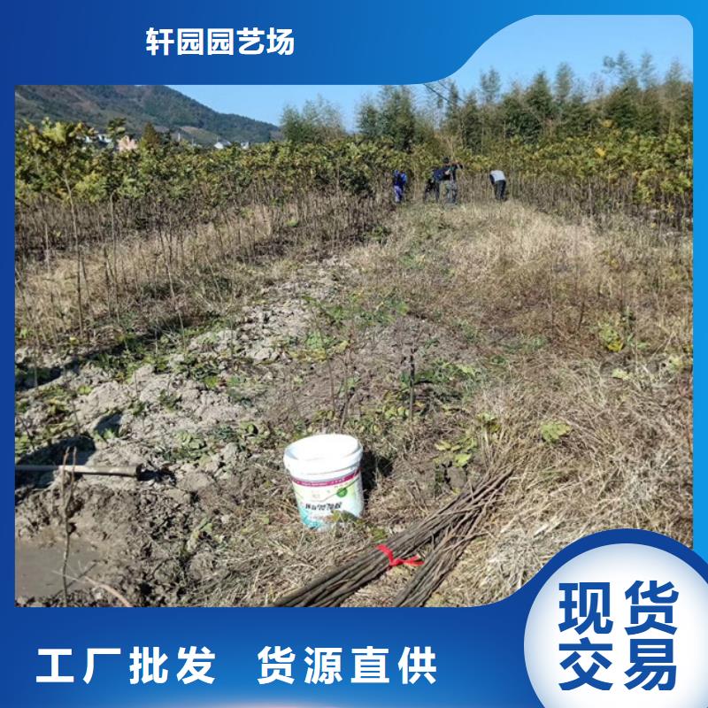 碧根果蓝莓苗品质过硬