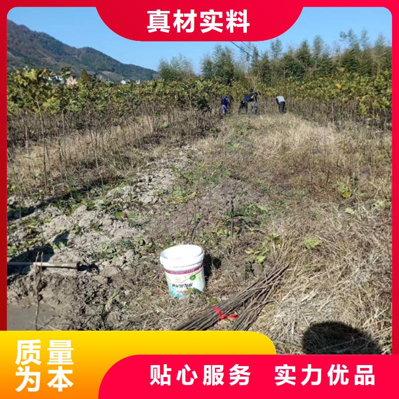 【 碧根果-梨树苗今日新品】|甘泉|安塞|铜川|安康|汉中|商洛厂家