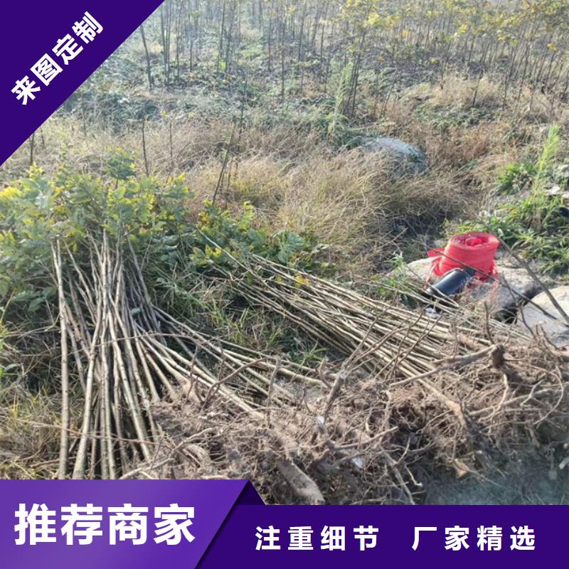 【碧根果梨树苗一站式厂家】