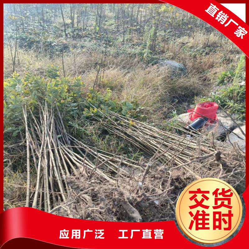 碧根果苹果苗厂家定制