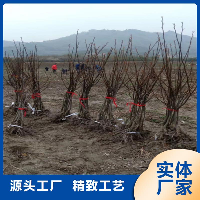 碧根果-【樱桃苗】工厂批发-轩园园艺场(吉林市分公司)-阿奇乐乐