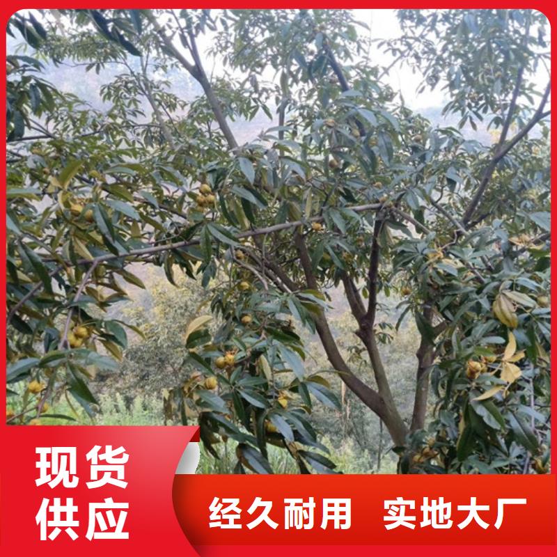 玛瑙红石榴苗视频-集安|辉南|长春|延边|四平|辽源|吉林轩园玛瑙红石榴苗_ 轩园园艺场(通化市分公司)