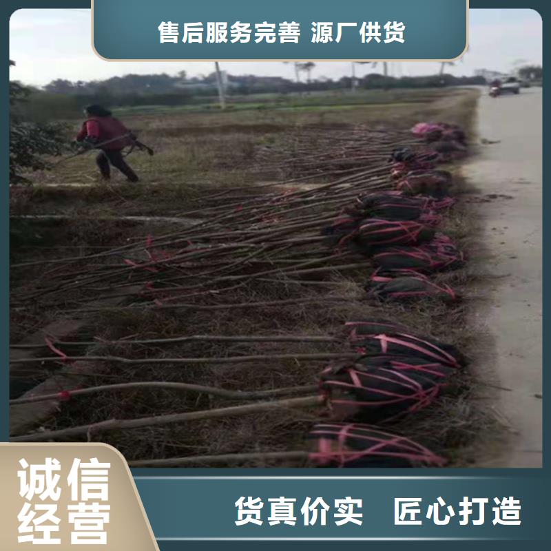 玛瑙红石榴苗视频-集安|辉南|长春|延边|四平|辽源|吉林轩园玛瑙红石榴苗_ 轩园园艺场(通化市分公司)