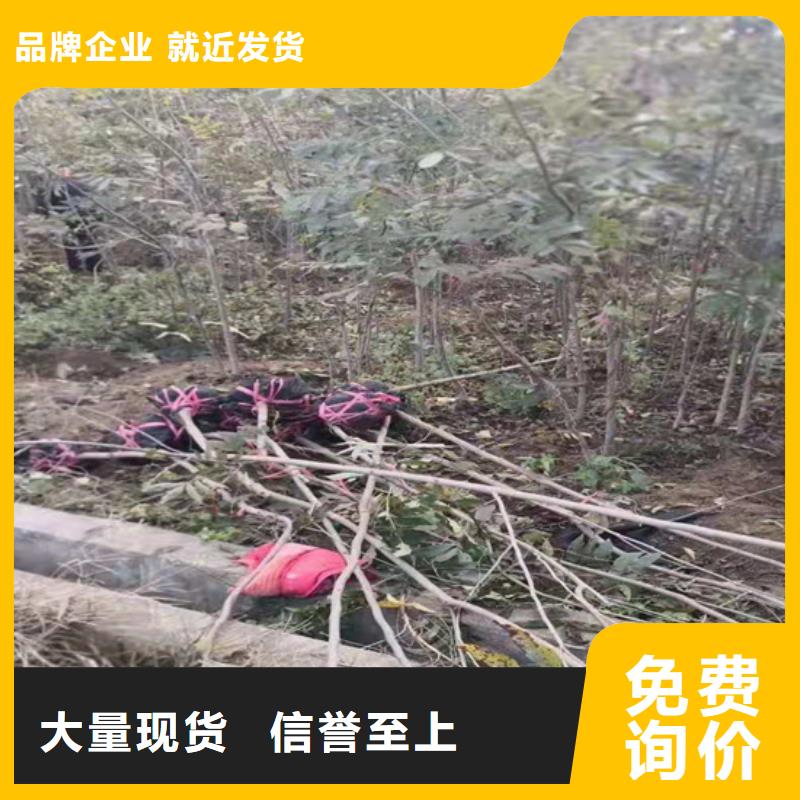 碧根果-樱桃苗产地厂家直销