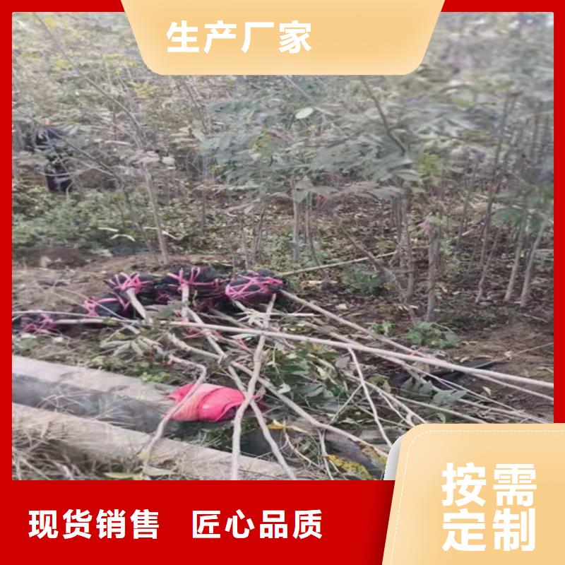 碧根果蓝莓苗品质过硬