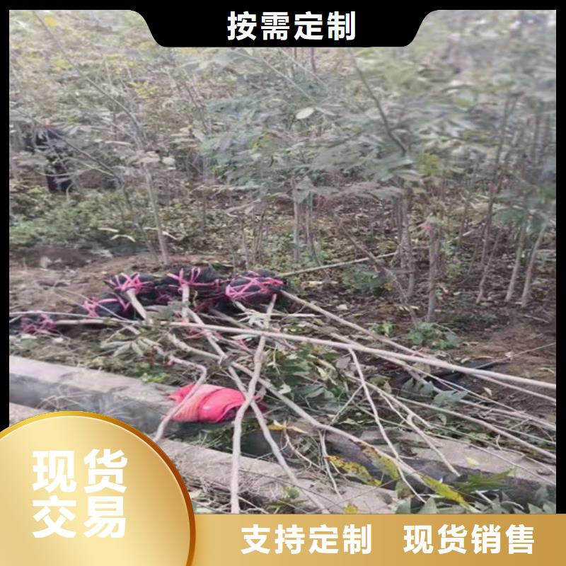 碧根果苹果苗实力商家推荐