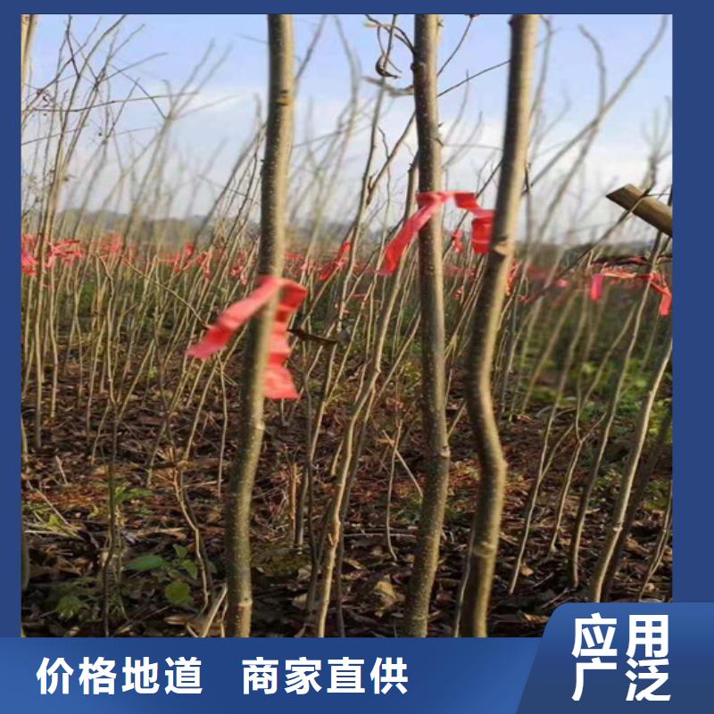 【碧根果】黄瓜苗现货快速采购