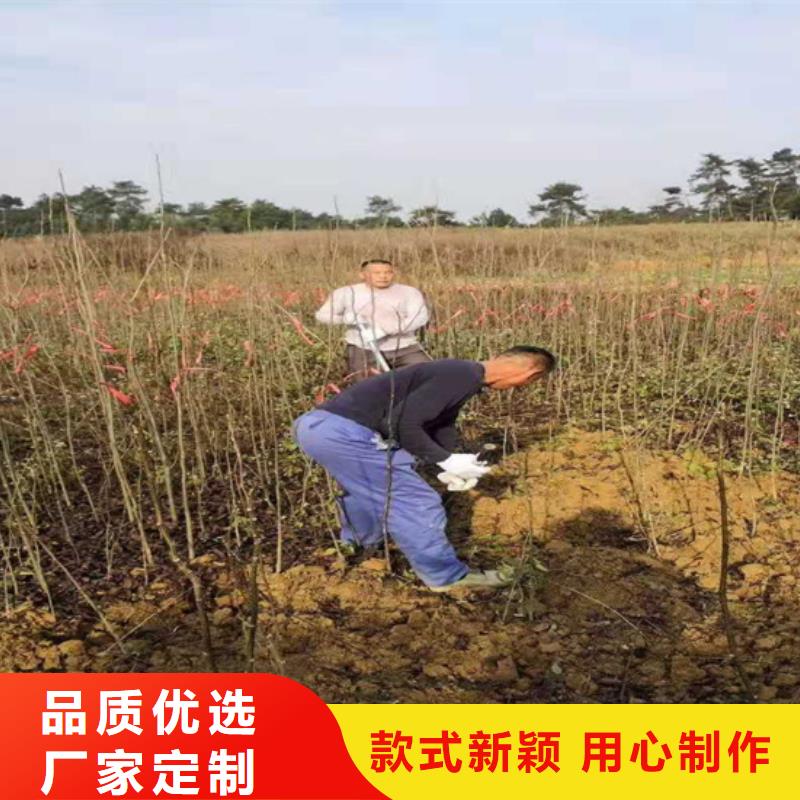 碧根果梨树苗质量无忧