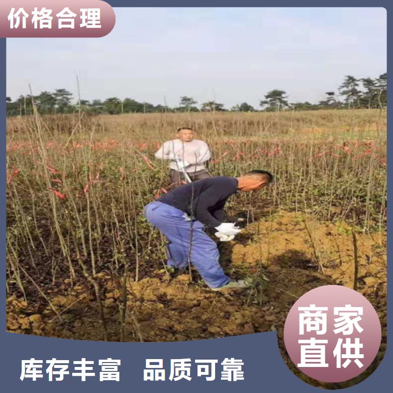 碧根果苹果苗厂家定制