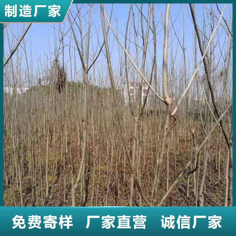 【碧根果石榴苗好厂家有担当】