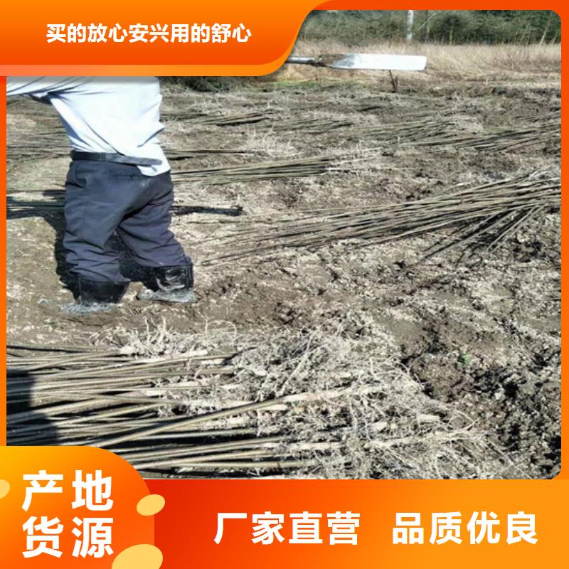 碧根果【苹果苗】多种工艺