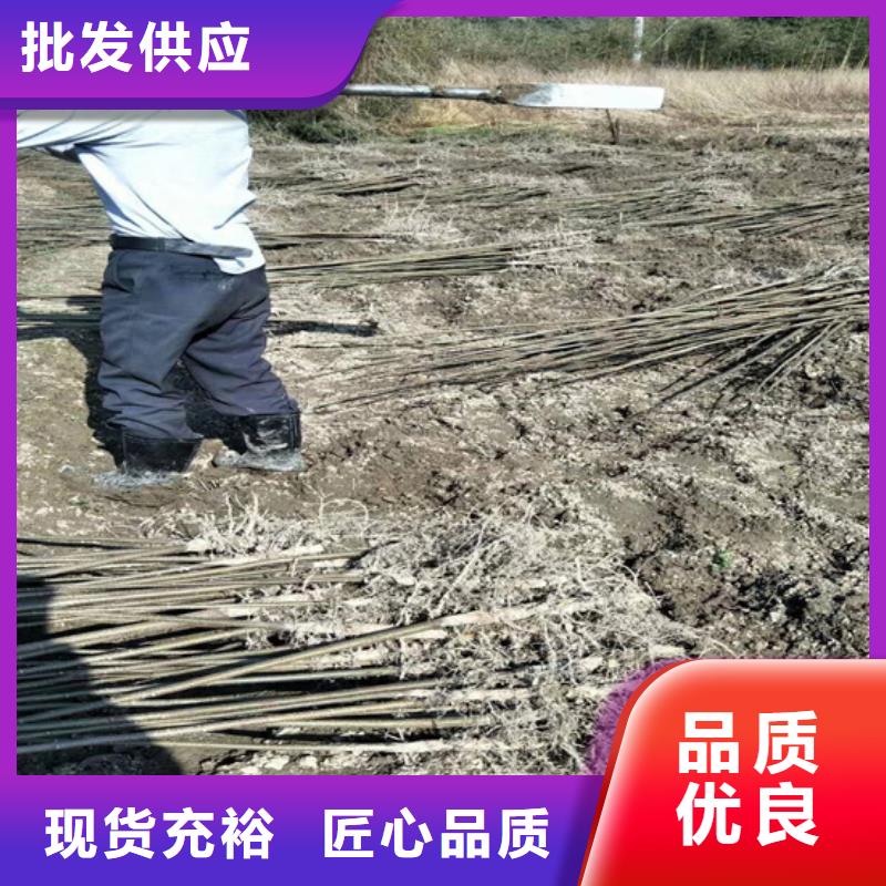 碧根果苹果苗实力商家推荐