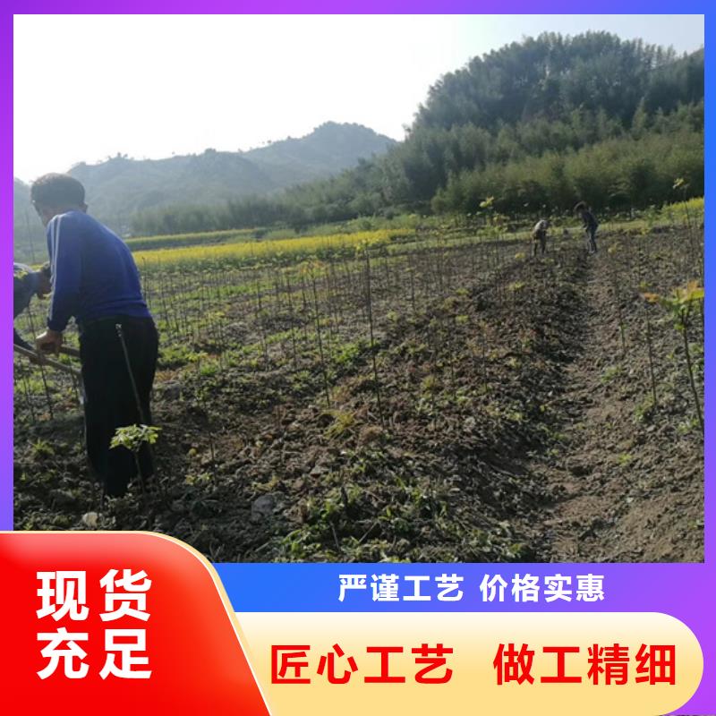 玛瑙红石榴苗-视频-延安市玛瑙红石榴苗|黄陵|志丹|西安|榆林|商洛|宝鸡|安康|铜川|咸阳