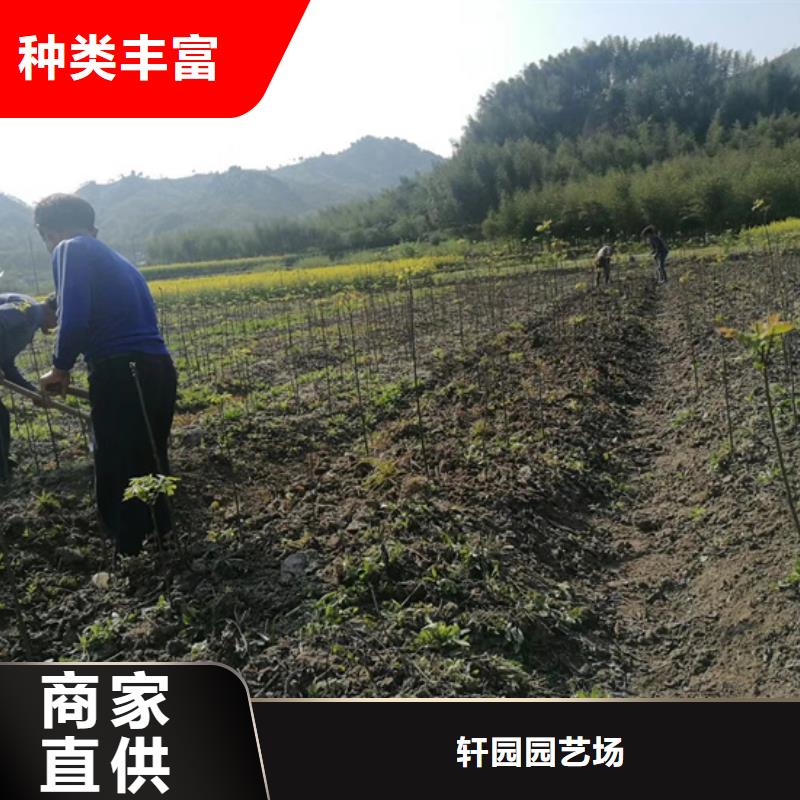 碧根果梨树苗质量无忧