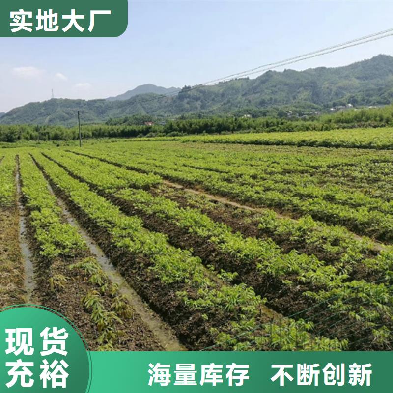 碧根果蓝莓苗品质过硬