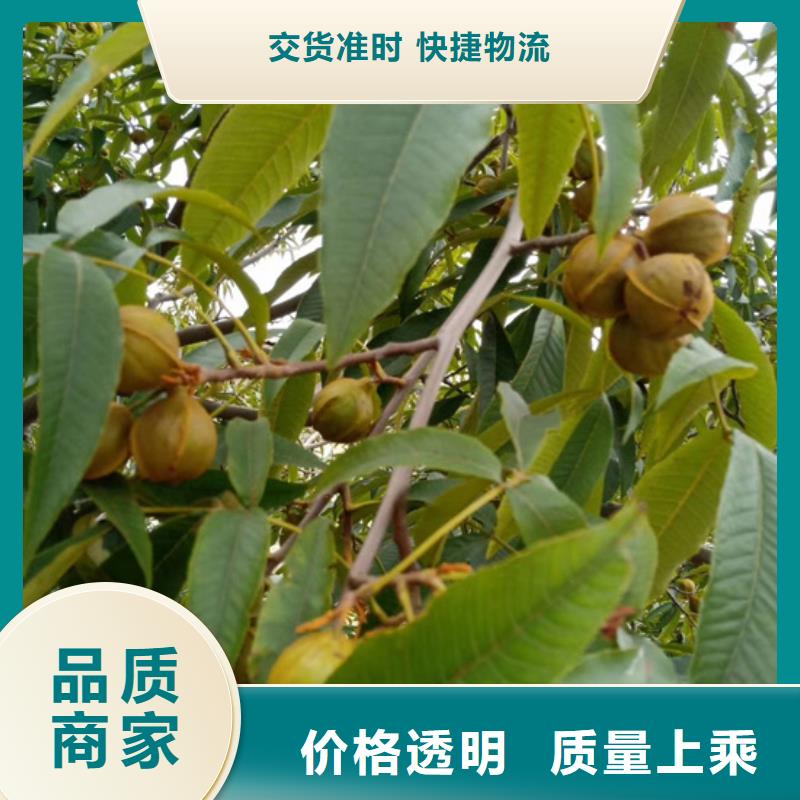 碧根果蓝莓苗品质过硬
